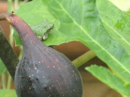 frog and fig