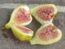 Brooklyn White fig