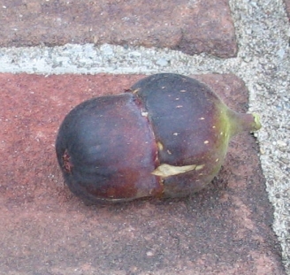 Mt Etna double fig (551x523)