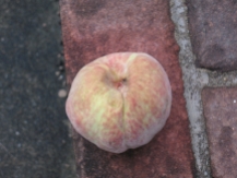 peach (4) (1024x768)